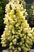 PICEA GLAUCA J W DAISYS WHITE
