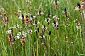 PLANTAGO LANCEOLATA