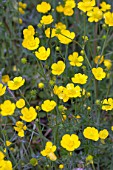 RANUNCULUS ACRIS