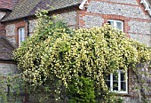 ROSA BANKSIAE LUTEA