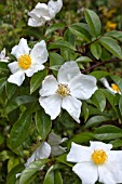 ROSA DUBONII