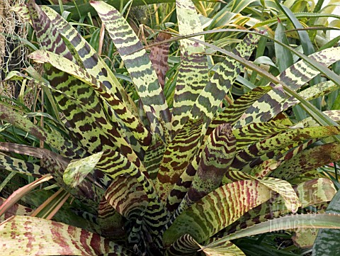 VRIESIA_SPP__BROMELIAD