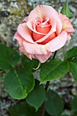ROSA EXOTIC