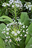 SCILLA PERUVIANA ALBA