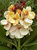 ERYSIMUM CHEIRI,  WALLFLOWER