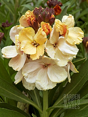 ERYSIMUM_CHEIRI__WALLFLOWER