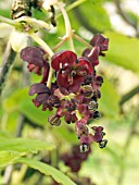 AKEBIA TRIFOLIATA,  CHOCOLATE VINE