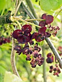 AKEBIA TRIFOLIATA,  CHOCOLATE VINE