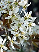 AMELANCHIER LAMARCKII