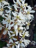 AMELANCHIER LAMARCKII