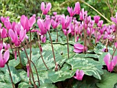 CYCLAMEN REPANDUM