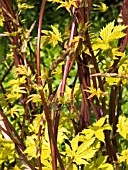 HUMULUS LUPULUS AUREUS,  GOLDEN HOP