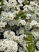 SPIRAEA NIPPONICA,  SNOW MOUND