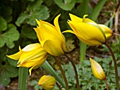 TULIPA SYLVESTRIS