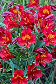ALSTROEMERIA ETNA