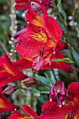 ALSTROEMERIA ETNA