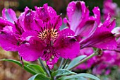 ALSTROEMERIA PANDORA