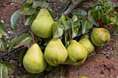 PYRUS COMMUNIS DOYENNE DU COMICE