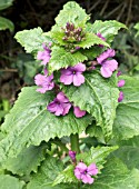 LUNARIA ANNUA,  HONESTY