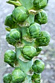 BRASSICA OLERACEA GEMMIFERA TRAFALGAR F1