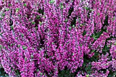 CALLUNA VULGARIS JULIANNE