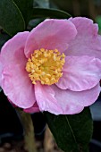 CAMELLIA SASANQUA PLANTATION PINK