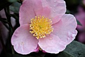 CAMELLIA SASANQUA PLANTATION PINK