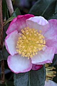 CAMELLIA SASANQUA RAINBOW