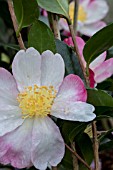 CAMELLIA SASANQUA RAINBOW