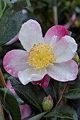 CAMELLIA SASANQUA RAINBOW