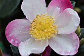 CAMELLIA SASANQUA RAINBOW