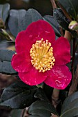 CAMELLIA X VERNALIS YULETIDE