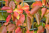 CARPINUS LAXIFLORA