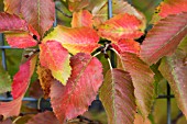 CARPINUS LAXIFLORA