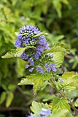 CARYOPTERIS HINT OF GOLD (LISAURA)