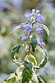 CARYOPTERIS WHITE SURPRISE