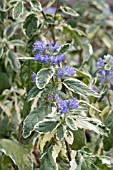 CARYOPTERIS WHITE SURPRISE