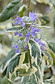 CARYOPTERIS WHITE SURPRISE