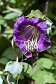 COBEA SCANDENS