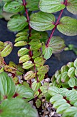 CORIARIA TERMINALIS XANTHOCARPA