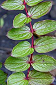 CORIARIA TERMINALIS XANTHOCARPA