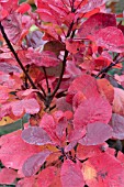 COTINUS CANDY FLOSS