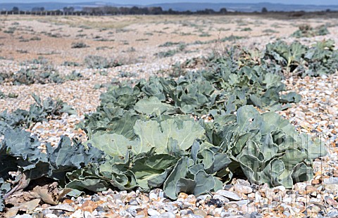 CRAMBE_MARITIMA