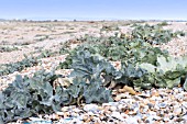 CRAMBE MARITIMA