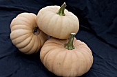 CUCURBITA MAXIMA AUTUMN CROWN F1