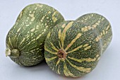 CUCURBITA MAXIMA BARBARA BUTTERNUT F1