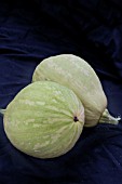 CUCURBITA MAXIMA BUTTERBUSH F1