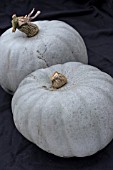 CUCURBITA MAXIMA CROWN PRINCE