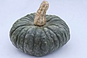 CUCURBITA MAXIMA MARINA DI CHIOGGIA