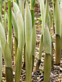 POLYGONATUM MULTIFLORUM,  SOLOMONS SEAL